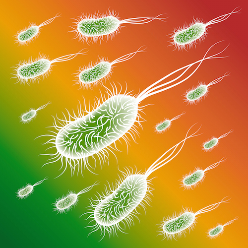 Med_Patogen_Flora3.jpg