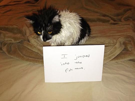 Kitty confession