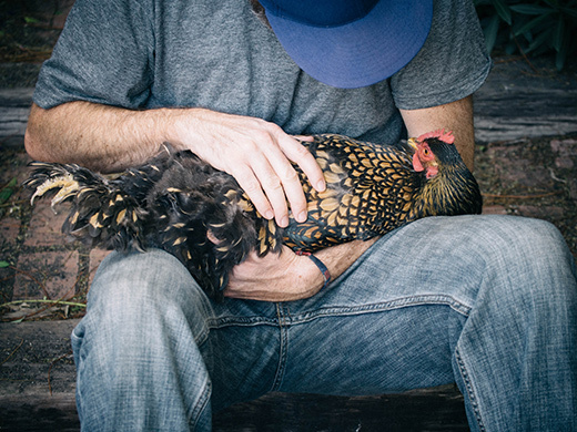 How to trim your chicken's nails