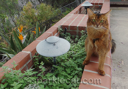 A nip garden needs more than just admiration