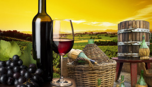 vineyard in the sunset