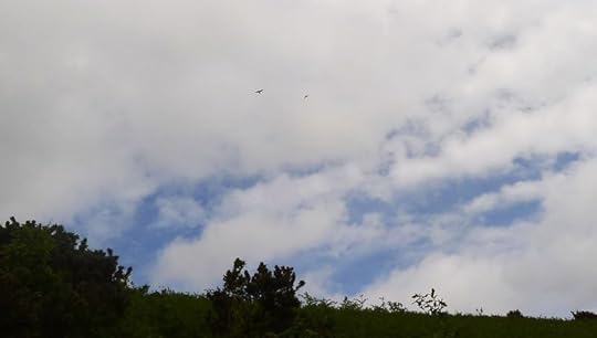 Two hawks