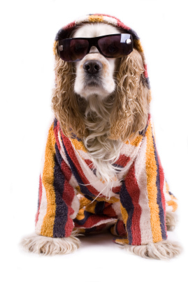 Pets have their own style...