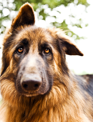 Photo of beautiful sad dog, closeup portrait of german shepherd, brown dog looking at camera, domestic animal playing outdoors, doggie face, adorable pedigreed dog, purebred canine, fluffy pet