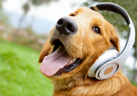 Cute dog listening to music with headphones - outdoors
