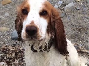 Dog saves baby dolphin