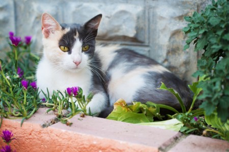 cat-in-flower-bed
