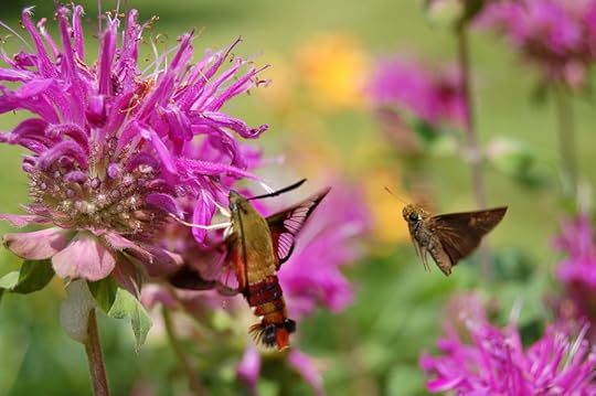 Bee Balm