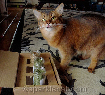 Confession - I was getting impatient with my human, hence the raspberry