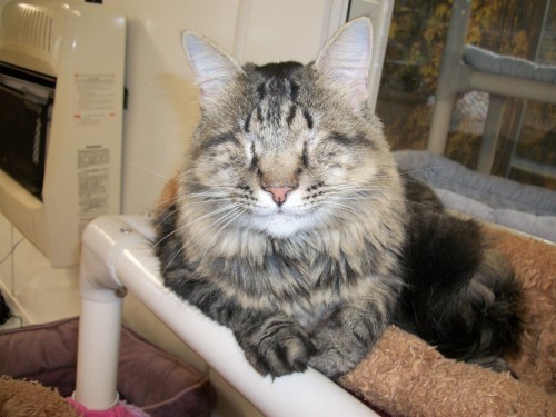 blind-cat