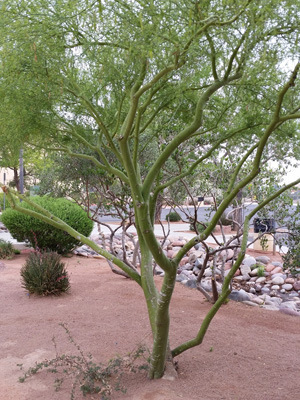 Day 2 - Palo Verde Tree_300px