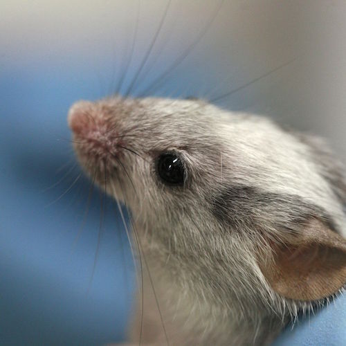 Lab_mouse_mg_3244.jpg
