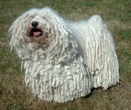 Puli_600.jpg