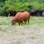 That's one big hunk of beef.