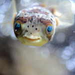 We went to the aquarium, naturally.