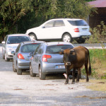 That's not where you park your bull!