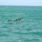 Pelicans