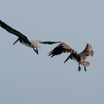 Yes, the pelicans. We saw these two a lot. I wonder whether pelicans mate for life?