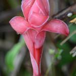 pink waxy tropical flower