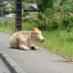 cow on the sidewalk