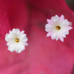 Tiny white pistils with yellow stamen inside pink flowers.