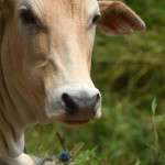 cow