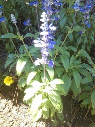 Another flower from my walk. Any nature lovers know what either of these are called?