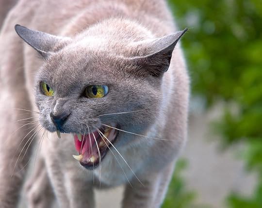 Don't pet this pussy!