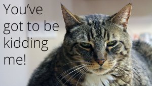 meatloaf-is-not-amused