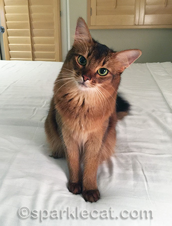 Is this bed for me?