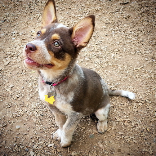 mutt-australian-shepherd-red-heeler-mix