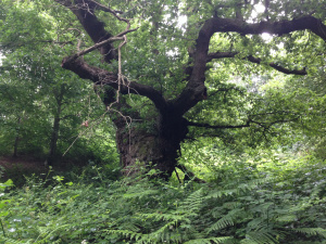 Old Oak Tree