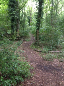 Trail
