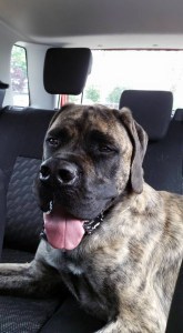 Henry after a visit to Poochey Chef. Yeah, he is happy!