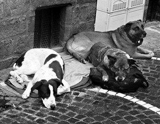Three dogs on the sidewalk