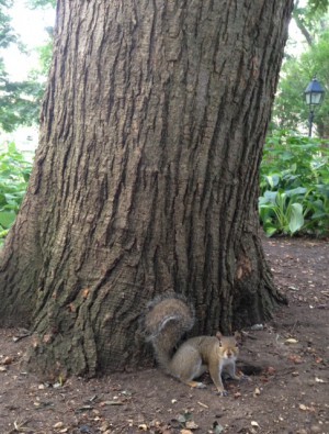 The park was full of grey squirrels! My kids would have loved it!