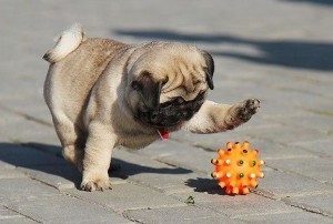 Pug-playing-with-ball