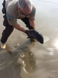 150720porpoise-rescue660