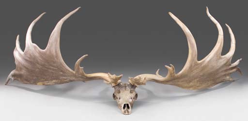 Irish Elk may have gone extinct due to the excesses of sexual selection