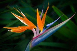 bird_of_paradise
