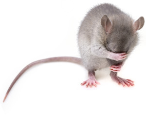 little mouse hidingher muzzle