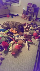 You thought I was kidding when I said hundreds, didn't you?