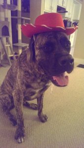 10153690_557448507687980_8056341142877585177_n