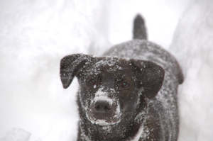 Jordi in happier times--he was always happiest in winter.
