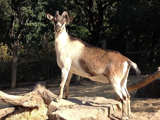 Another Buddha in Goat Body.