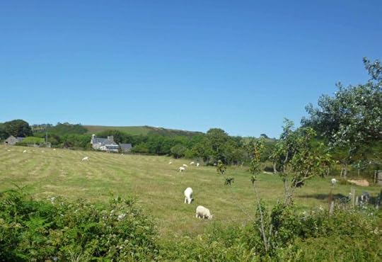 Lleyn sheep near Llangian, Lleyn peninsula, Wales