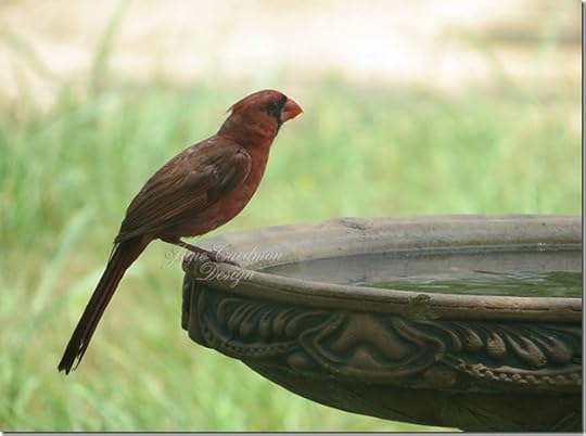 Northern_Cardinal_male