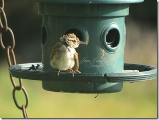 Immature_Carolina_Wren