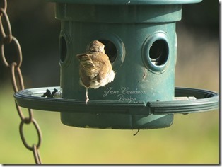 Immature_Carolina_Wren1