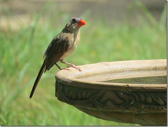 Immature_Northern_Cardinal_Female